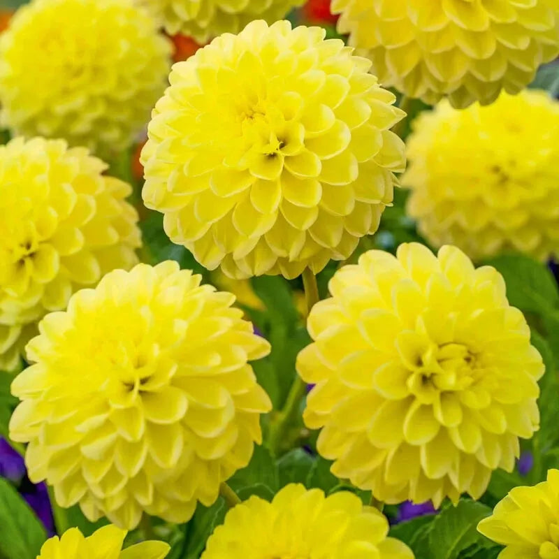Dahlia Yellow Heaven Topsize Tuber – Bright Yellow Summer Blooms 🌼🌞 3x