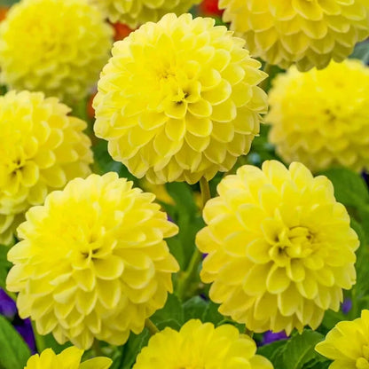 Dahlia Yellow Heaven Topsize Tuber – Bright Yellow Summer Blooms 🌼🌞 3x