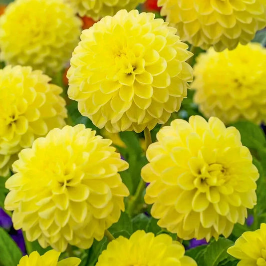 Dahlia Yellow Heaven Topsize Tuber – Bright Yellow Summer Blooms 🌼🌞 3x