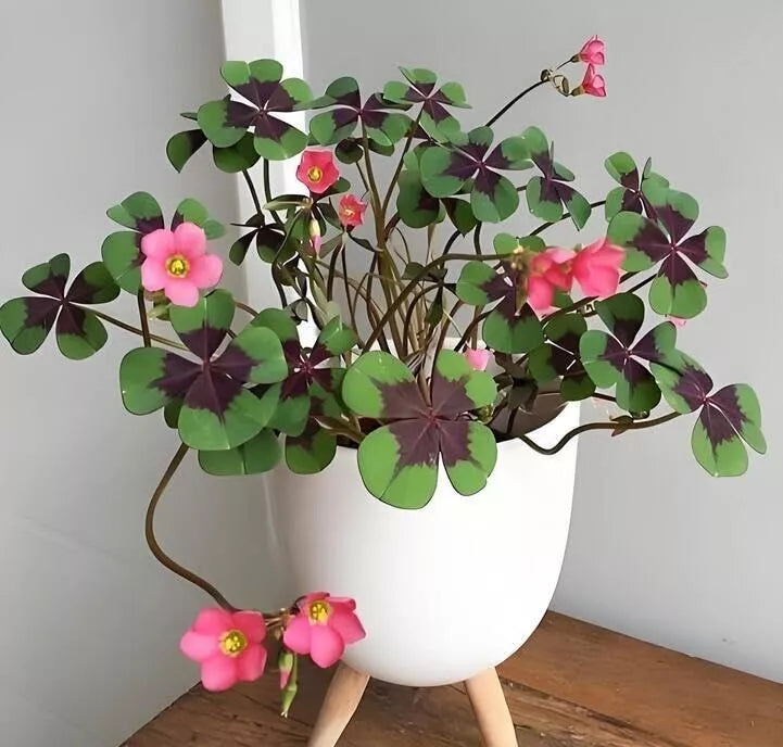 Oxalis Deppei Iron Cross Bulbs – Unique Purple & Green Foliage | Hardy Perennial (10x)