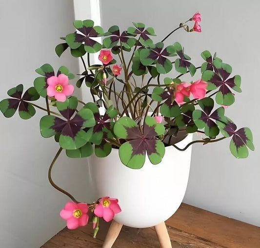 Oxalis Deppei Iron Cross Bulbs – Unique Purple & Green Foliage | Hardy Perennial (10x)
