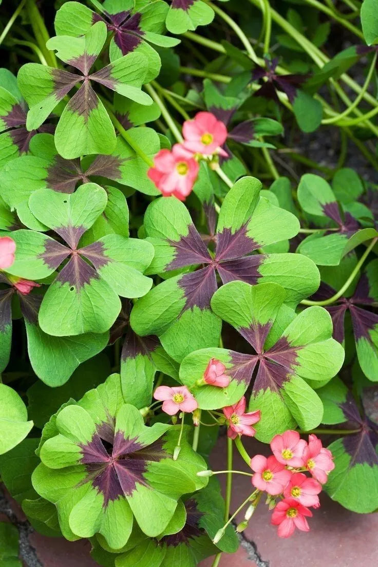 Oxalis Deppei Iron Cross Bulbs – Unique Purple & Green Foliage | Hardy Perennial (10x)