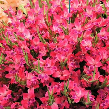 10 Gladiolus Gladioli nanus 'Vulcano' – Pack of 10 Stunning Gladiolus Bulbs