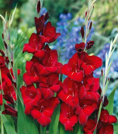 Gladioli Gladiolus Advance 5-8 cm Bulb Size | about 10 Corms