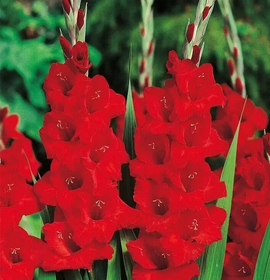 Gladioli Gladiolus Advance 5-8 cm Bulb Size | about 10 Corms