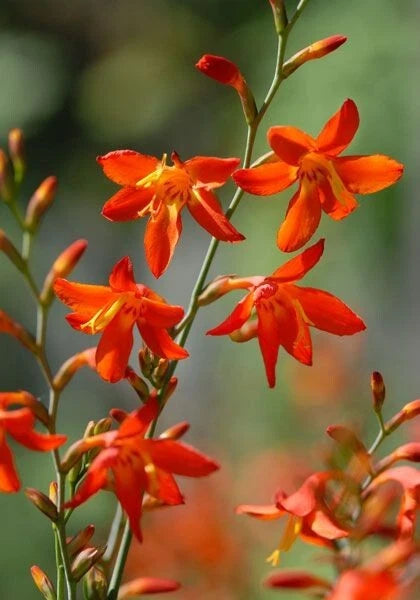10 Crocosmia Red King Summer Flowering Bulbs Garden Perennial Corms