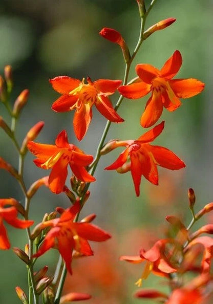 10 Crocosmia Red King Summer Flowering Bulbs Garden Perennial Corms