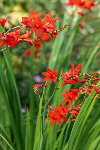 10 Crocosmia Red King Summer Flowering Bulbs Garden Perennial Corms