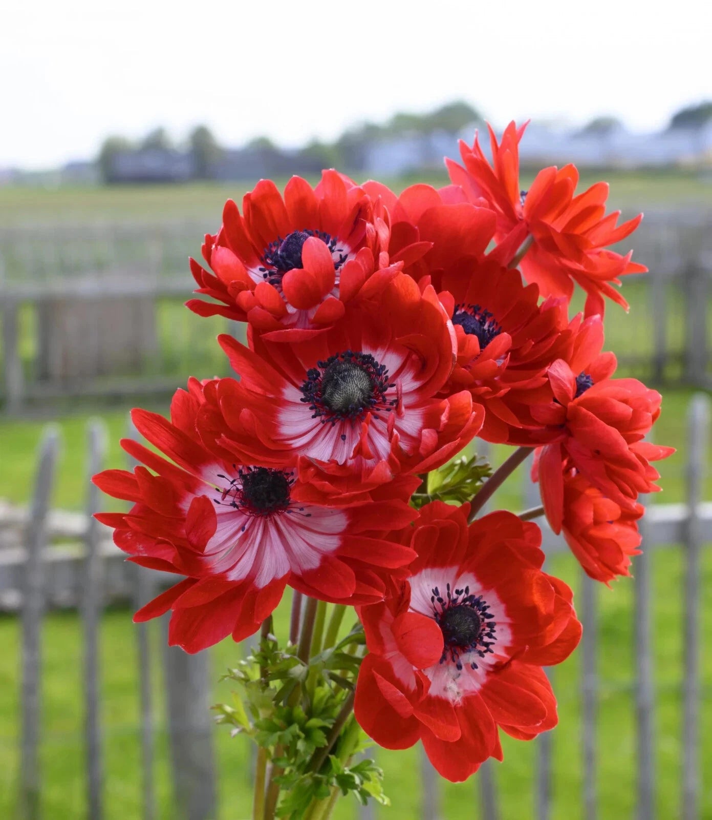 20 Anemone Bulbs The Governor Spring Summer Flowering Hardy Flower Plant Corms