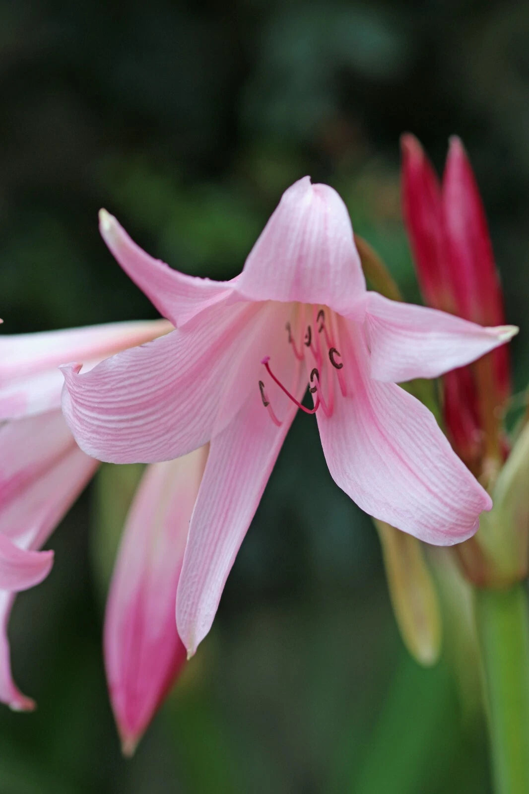 Crinum x powellii beautiful swamp lily bulb - 24cm Height