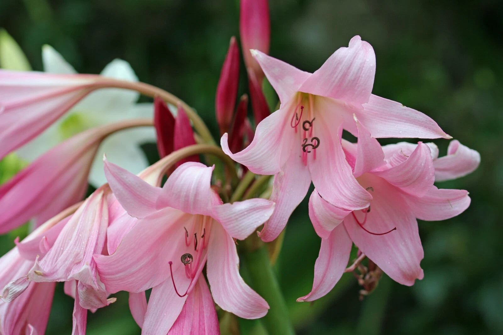 Crinum x powellii beautiful swamp lily bulb - 24cm Height