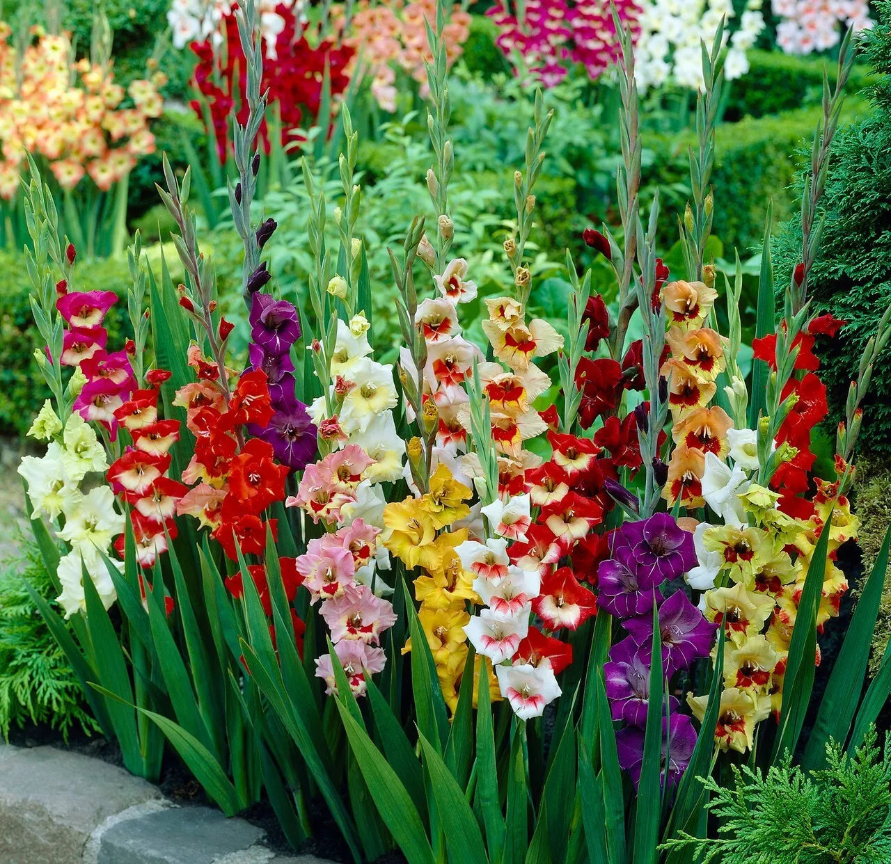 10 Gladiolus Dwarf Butterfly Gladioli Mix – Pack of 10 Premium Bulbs
