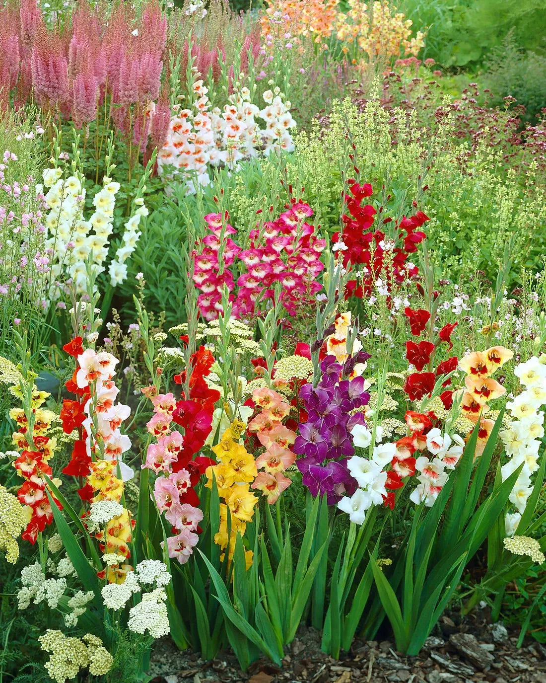 10 Gladiolus Dwarf Butterfly Gladioli Mix – Pack of 10 Premium Bulbs