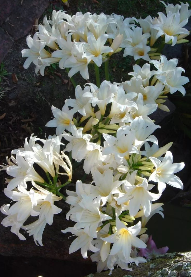Hipeastrum Amaryllis Belladonna ‘Alba’ Bulb – Rare White Lily, Fragrant Blooms