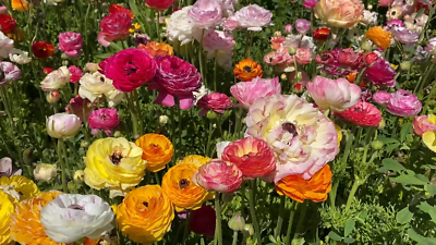 Ranculus Mix 20 Pices