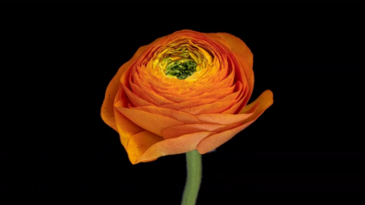 Ranunculus Tomer Orange  Bulbs (Pack of 20)