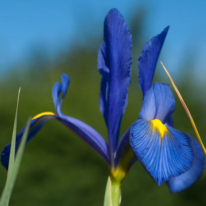 Iris Holandica Cat B | Pack of 10