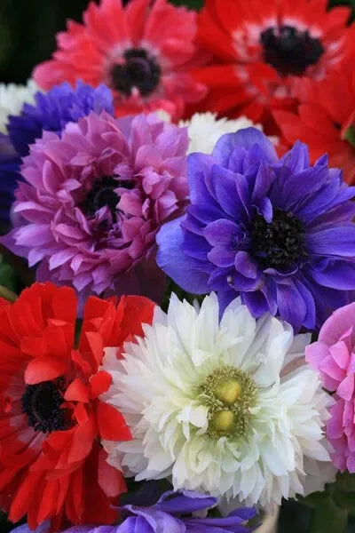 20 Anemone St Brigid Mixed 4/5cm Stunning Mix of Colours