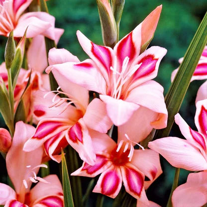 Gladiolus Nanus “Impressive”  Bulbs | Pack of 10