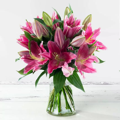 Lilium Stargazer pack of 2