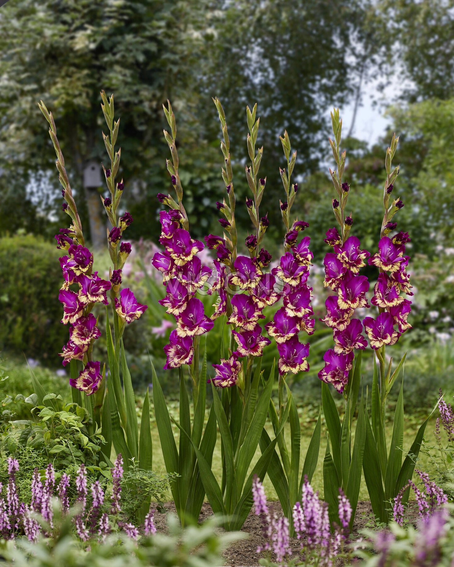 Gladiolus Colour Club | Pack of 10