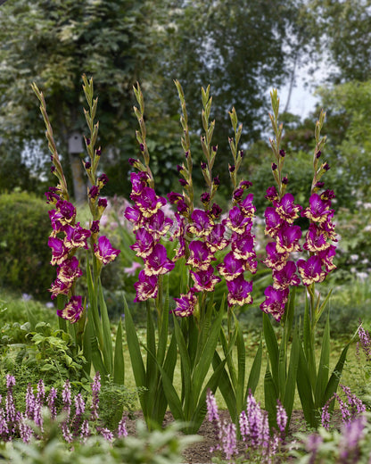 Gladiolus Colour Club | Pack of 10